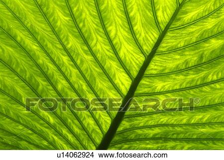 Picture - Subtropical Plant. Fotosearch