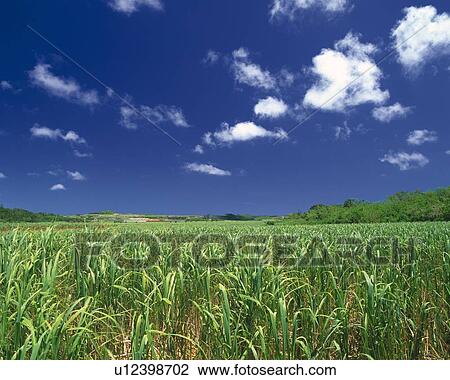 Sugarcane View Large Photo Image Stock Image - Sugarcane. Fotosearch