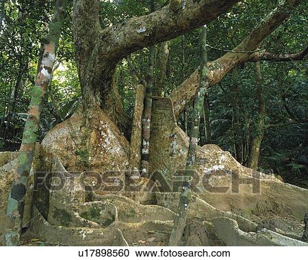 Tree View Large Photo Image Stock Image - Tree. Fotosearch