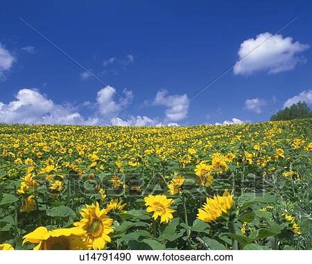 a Field of Sunflowers Under a Blue Sky, Hokkaido Prefecture, Japan View Large Photo Image Stock Image - a Field of Sunflowers Under a Blue Sky, Hokkaido Prefecture, Japan. Fotosearch