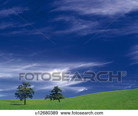 Stock Photo -  a Flat Green Grassland With Two Trees Standing on It, Hokkaido Prefecture, Japan. Fotosearch