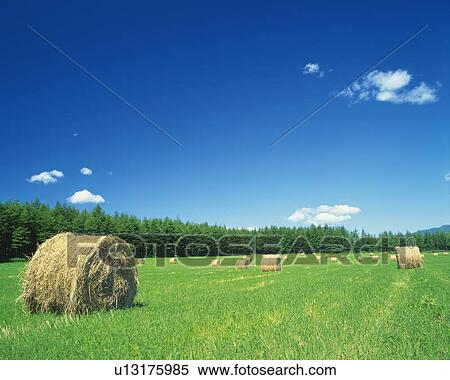 a Flat Land of Grass, With Several Bales of Hay Under a Blue Sky, Hokkaido Prefecture, Japan View Large Photo Image Stock Photography - a Flat Land of Grass, With Several Bales of Hay Under a Blue Sky, Hokkaido Prefecture, Japan. Fotosearch