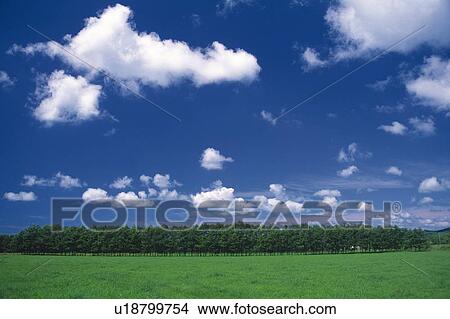 Picture -  a Grass Field and a Bunch of Trees Under a Blue Sky, Hokkaido Prefecture, Japan. Fotosearch