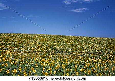 a Huge Field of Sunflowers Spreading Across the Surface Under a Blue Sky, Hokkaido Prefecture, Japan View Large Photo Image Stock Image - a Huge Field of Sunflowers Spreading Across the Surface Under a Blue Sky, Hokkaido Prefecture, Japan. Fotosearch