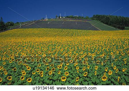 Stock Photograph -  a Huge Field of Sunflowers, With Another Flat Land in the Background, High Angle View, Hokkaido Prefecture, Japan. Fotosearch