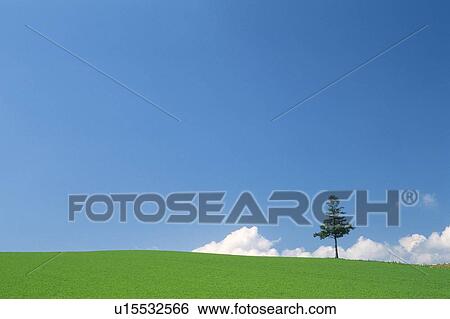 Stock Photograph -  a Huge Flat Grass Land, With a Single Tree Standing On it, Hokkaido Prefecture, Japan. Fotosearch