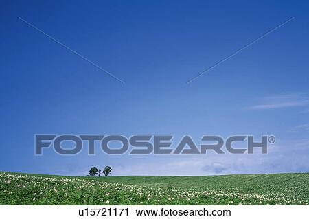 a Huge Flat Grassfield Spreading Across the Surface Under a Blue Sky, Far View, Hokkaido Prefecture, Japan View Large Photo Image Stock Image - a Huge Flat Grassfield Spreading Across the Surface Under a Blue Sky, Far View, Hokkaido Prefecture, Japan. Fotosearch