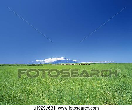 a Huge Flat Grassfield Under a Blue Sky, the Mt. Rishiri in the Background, Hokkaido Prefecture, Japan View Large Photo Image Stock Image - a Huge Flat Grassfield Under a Blue Sky, the Mt. Rishiri in the Background, Hokkaido Prefecture, Japan. Fotosearch