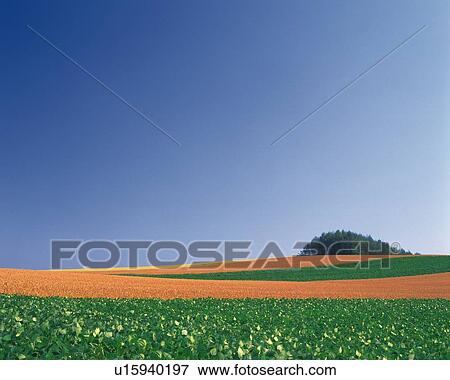 Stock Photo -  a Huge Flat Land With a Small Hill Visual at the End, Hokkaido Prefecture, Japan. Fotosearch