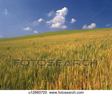 Stock Photography -  a Huge Grain Field, Spreading Across the Surface, Hokkaido Prefecture, Japan. Fotosearch