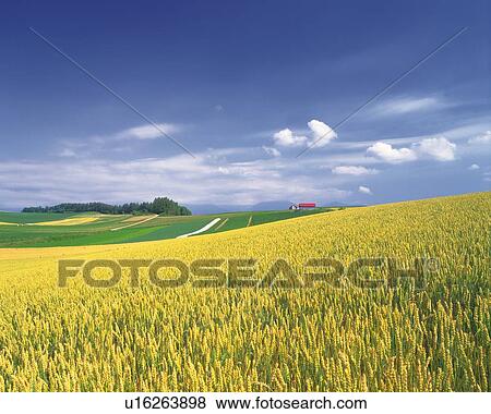 a Huge Grain Field, Under a Blue Sky, Hokkaido Prefecture, Japan View Large Photo Image Stock Photo - a Huge Grain Field, Under a Blue Sky, Hokkaido Prefecture, Japan. Fotosearch