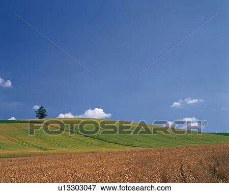 Stock Photo -  a Huge Grain Field With a Hill in the Background, Hokkaido Prefecture, Japan. Fotosearch