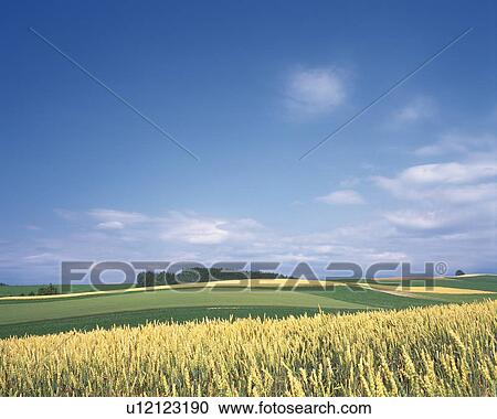 Stock Image -  a Huge Grain Field With a Huge Flat Land Behind It, Hokkaido Prefecture, Japan. Fotosearch