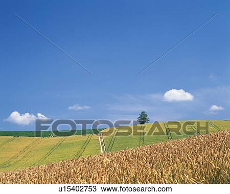 a Huge Green Countryfield Under a Blue Sky, Hokkaido Prefecture, Japan View Large Photo Image Stock Image - a Huge Green Countryfield Under a Blue Sky, Hokkaido Prefecture, Japan. Fotosearch