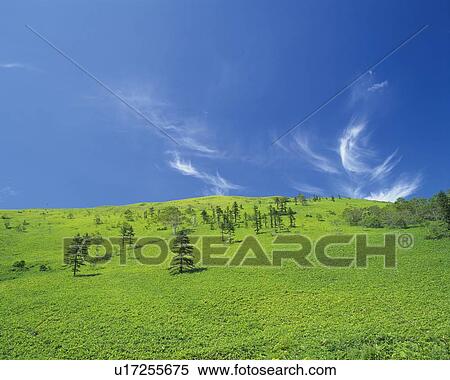 Stock Photography -  a Huge Green Flat Grassland With Several Trees Under a Blue Sky, Low Angle View, Hokkaido Prefecture, Japan. Fotosearch