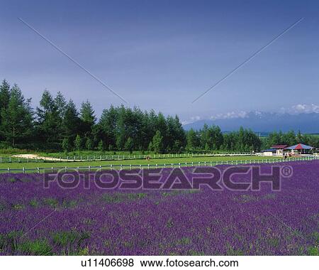 a Huge Lavender Field, Next to a White Fence, Hokkaido Prefecture, Japan View Large Photo Image Stock Photo - a Huge Lavender Field, Next to a White Fence, Hokkaido Prefecture, Japan. Fotosearch