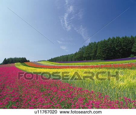 a Huge, Multicolored Flower Field, Under a Blue Sky, Hokkaido Prefecture, Japan View Large Photo Image Stock Image - a Huge, Multicolored Flower Field, Under a Blue Sky, Hokkaido Prefecture, Japan. Fotosearch