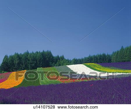 a Huge Multicolored Flower Field, Surrounded By a Forest, Hokkaido Prefecture, Japan View Large Photo Image Stock Photo - a Huge Multicolored Flower Field, Surrounded By a Forest, Hokkaido Prefecture, Japan. Fotosearch