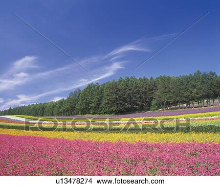 a Huge Multicolored Flower Field Under a Blue Sky, Hokkaido Prefecture, Japan View Large Photo Image Picture - a Huge Multicolored Flower Field Under a Blue Sky, Hokkaido Prefecture, Japan. Fotosearch