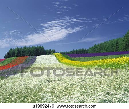Stock Photo -  a Huge, Multicolored Flowerfield Spreading Across the Surface, Hokkaido Prefecture, Japan. Fotosearch