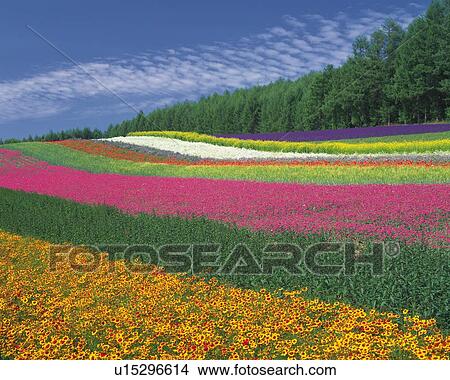 Picture -  a Huge, Multicolored Flowerfield Under a Blue Sky, Hokkaido Prefecture, Japan. Fotosearch