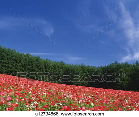 Stock Photograph -  a Huge Poppy Field With a Forest in the Background, Hokkaido Prefecture, Japan. Fotosearch
