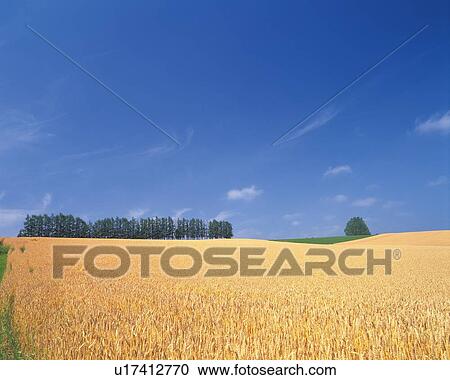 Stock Image -  a Huge Rice Field and Several Trees Standing Together at the End of It, Hokkaido Prefecture, Japan. Fotosearch