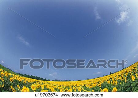 Picture -  a Huge Sunflower Field Under a Blue Sky, Fish Eye, Hokkaido Prefecture, Japan. Fotosearch