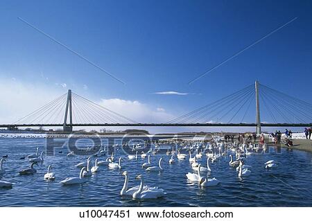 Stock Image -  a Large Bridge and a Large Group of Swans Swimming In the Lake Under It, Front View, Hokkaido Prefecture, Japan. Fotosearch