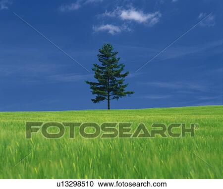 a Large Flat Field of Grass With One Single Tree on It, Front View, Hokkaido Prefecture, Japan View Large Photo Image Stock Image - a Large Flat Field of Grass With One Single Tree on It, Front View, Hokkaido Prefecture, Japan. Fotosearch