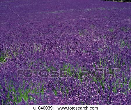 Stock Image -  a Lavender Field, Spreading Across the Surface, High Angle View, Hokkaido Prefecture, Japan. Fotosearch