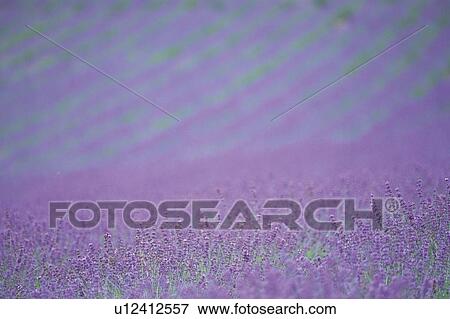 Stock Photo -  a Lavender Field, Spreading Across the Surface, High Angle View, Differential Focus, Hokkaido Prefecture, Japan. Fotosearch