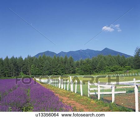 a Lavender Fields, Next to a White Fence and Several Mountains in the Background, Hokkaido Prefecture, Japan View Large Photo Image Picture - a Lavender Fields, Next to a White Fence and Several Mountains in the Background, Hokkaido Prefecture, Japan. Fotosearch