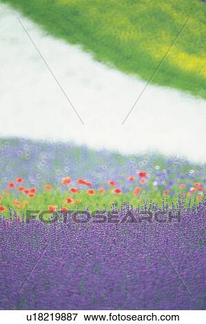 Stock Photo -  a Little Lavender Field, Surrounded By Different Colorful Flowers, Front View, Differential Focus, Hokkaido Prefecture, Japan. Fotosearch