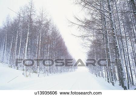 Stock Photograph -  a Little Road Full of Snow, With a Bunch of Silver Birches on the Side, Front View, Hokkaido Prefecture, Japan. Fotosearch