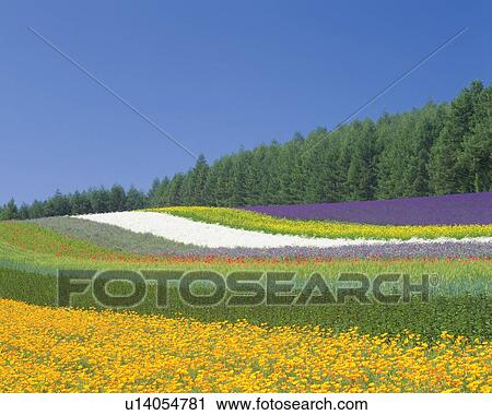 a Multicolored Flower Field, Under a Blue Sky, Hokkaido Prefecture, Japan View Large Photo Image Stock Image - a Multicolored Flower Field, Under a Blue Sky, Hokkaido Prefecture, Japan. Fotosearch