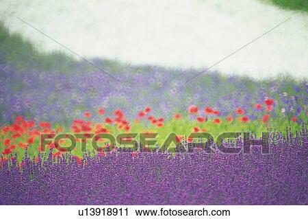 a Multicolored Flower Garden, With Lavender, Differential Focus View Large Photo Image Stock Image - a Multicolored Flower Garden, With Lavender, Differential Focus. Fotosearch