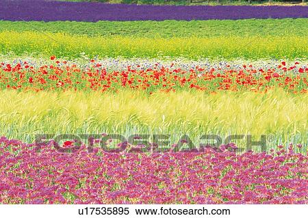 Stock Photography -  a Multicolored Flowerfield Spreading Across the Surface, High Angle View, Hokkaido Prefecture, Japan . Fotosearch