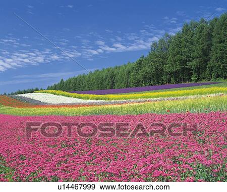 a Multicolored Flowerfield, Under a Blue Sky, Hokkaido Prefecture, Japan View Large Photo Image Stock Photo - a Multicolored Flowerfield, Under a Blue Sky, Hokkaido Prefecture, Japan. Fotosearch