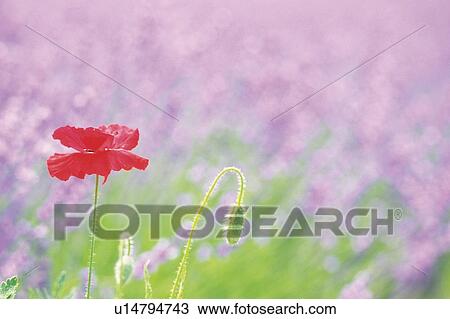 a Red-colored Poppy, Surrounded By a Purple-colored Flowerfield, Front View, Differential Focus View Large Photo Image Stock Image - a Red-colored Poppy, Surrounded By a Purple-colored Flowerfield, Front View, Differential Focus. Fotosearch