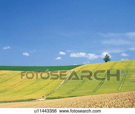 a Rice Field With a Flat Green Land in the Background, Hokkaido Prefecture, Japan View Large Photo Image Stock Photograph - a Rice Field With a Flat Green Land in the Background, Hokkaido Prefecture, Japan. Fotosearch