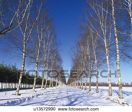 a Road Full of Snow With Several Silver Birches on the Side, Front View, Hokkaido Prefecture, Japan View Large Photo Image Stock Image - a Road Full of Snow With Several Silver Birches on the Side, Front View, Hokkaido Prefecture, Japan. Fotosearch