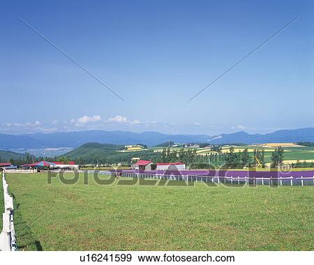 a Stock Farm, Surrounded By Mountains and Huge Fields of Grass, Far View, Hokkaido Prefecture, Japan View Large Photo Image Stock Photo - a Stock Farm, Surrounded By Mountains and Huge Fields of Grass, Far View, Hokkaido Prefecture, Japan. Fotosearch