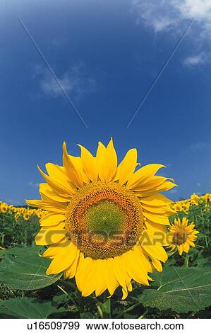 a Sunflower, Surrounded By a Sunflower Field Under a Blue Sky, Fish Eye, Hokkaido Prefecture, Japan View Large Photo Image Stock Photo - a Sunflower, Surrounded By a Sunflower Field Under a Blue Sky, Fish Eye, Hokkaido Prefecture, Japan. Fotosearch