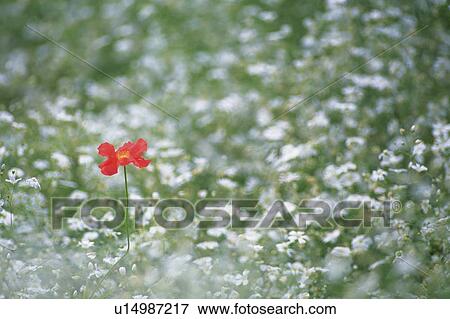 a White Flower Field and One Single Red Flower Among, High Angle View, Differential Focus, Hokkaido Prefecture, Japan View Large Photo Image Stock Photo - a White Flower Field and One Single Red Flower Among, High Angle View, Differential Focus, Hokkaido Prefecture, Japan. Fotosearch