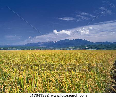 a Yellow Grain Field, With Some Mountains in The Background, Hokkaido Prefecture, Japan View Large Photo Image Stock Image -  a Yellow Grain Field, With Some Mountains in The Background, Hokkaido Prefecture, Japan. Fotosearch