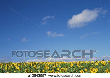 Huge Sunflower Field Under a Blue Sky, Hokkaido Prefecture, Japan View Large Photo Image Stock Photo - Huge Sunflower Field Under a Blue Sky, Hokkaido Prefecture, Japan. Fotosearch