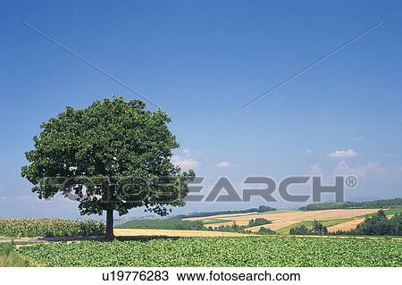 Stock Image -  one Single Tree Standing in the Country, Hokkaido Prefecture, Japan. Fotosearch