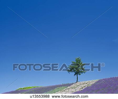 Stock Photo -  One Single Tree Standing on a Hill Covered With Flowers, Low Angle View, Hokkaido Prefecture, Japan. Fotosearch