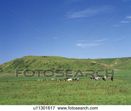 Stock Photo -  Several Cows Eating Grass on a Huge Field as Pasture, Hokkaido Prefecture, Japan. Fotosearch